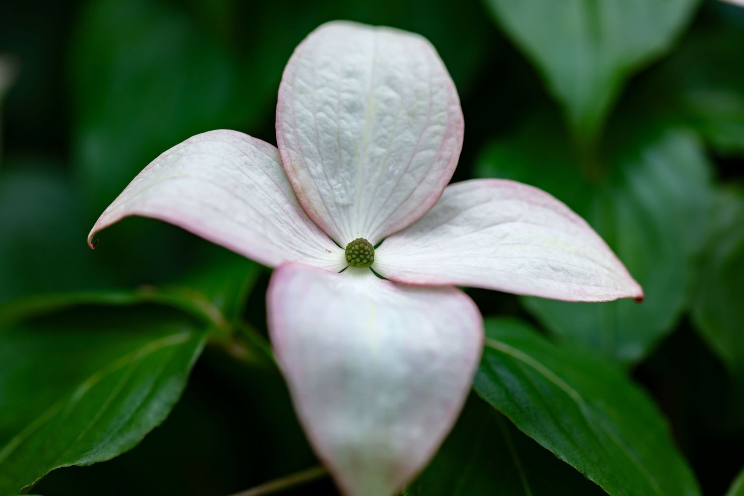 Single white dogwood blossom with pink edges against dark green foliage.