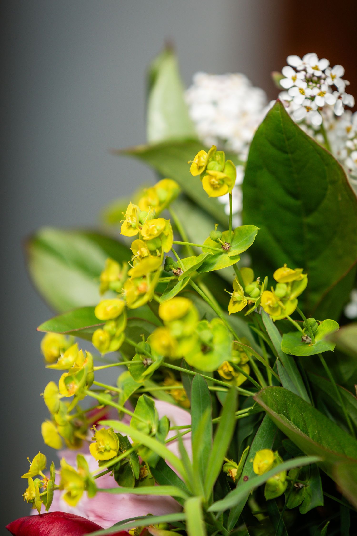 Delicate yellow flowers and white blooms arranged with green leaves against a grey background.