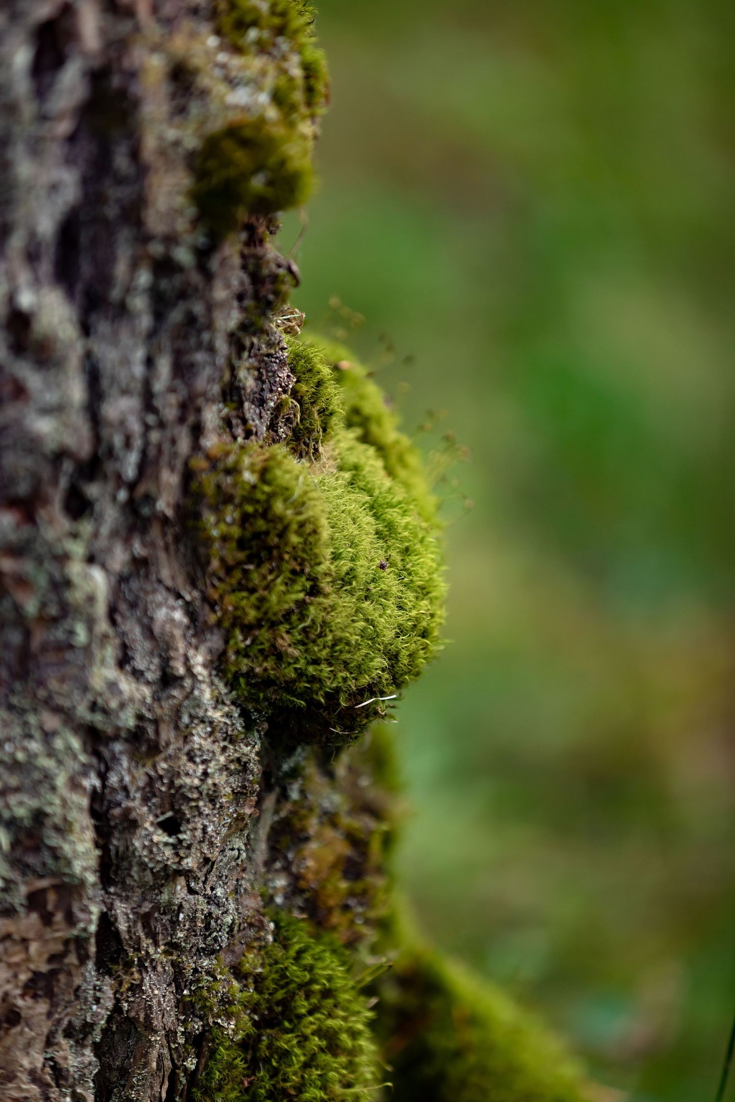 Close-up macro shot of bright green moss growing on tree bark.