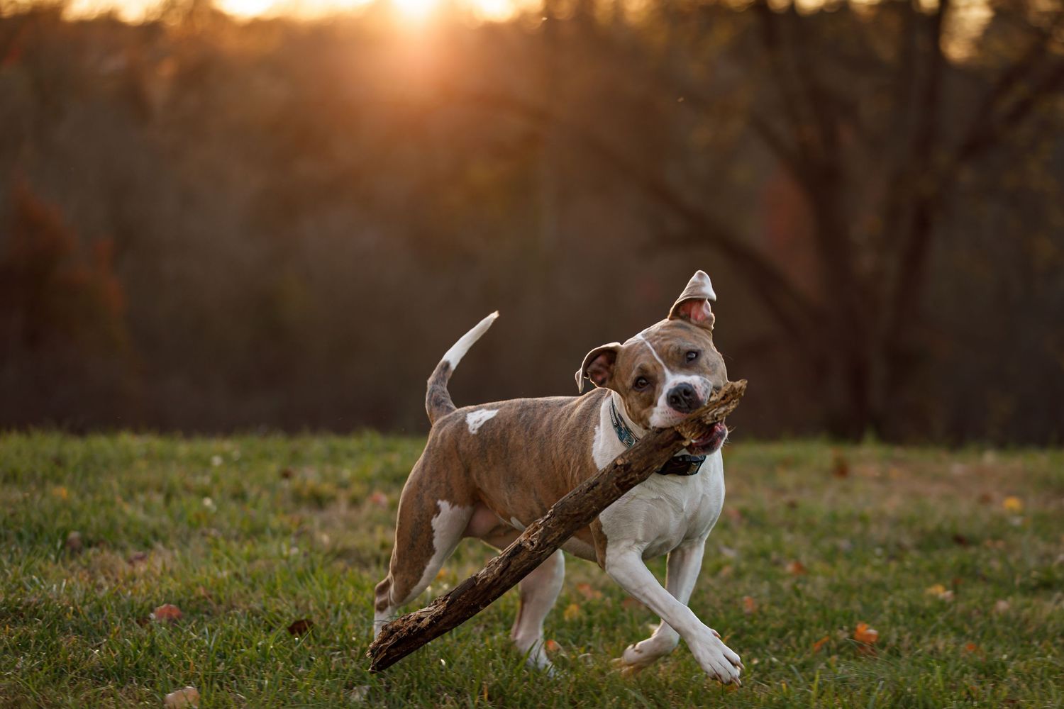 Dogs playing and running through grass at sunset with autumn trees in background.