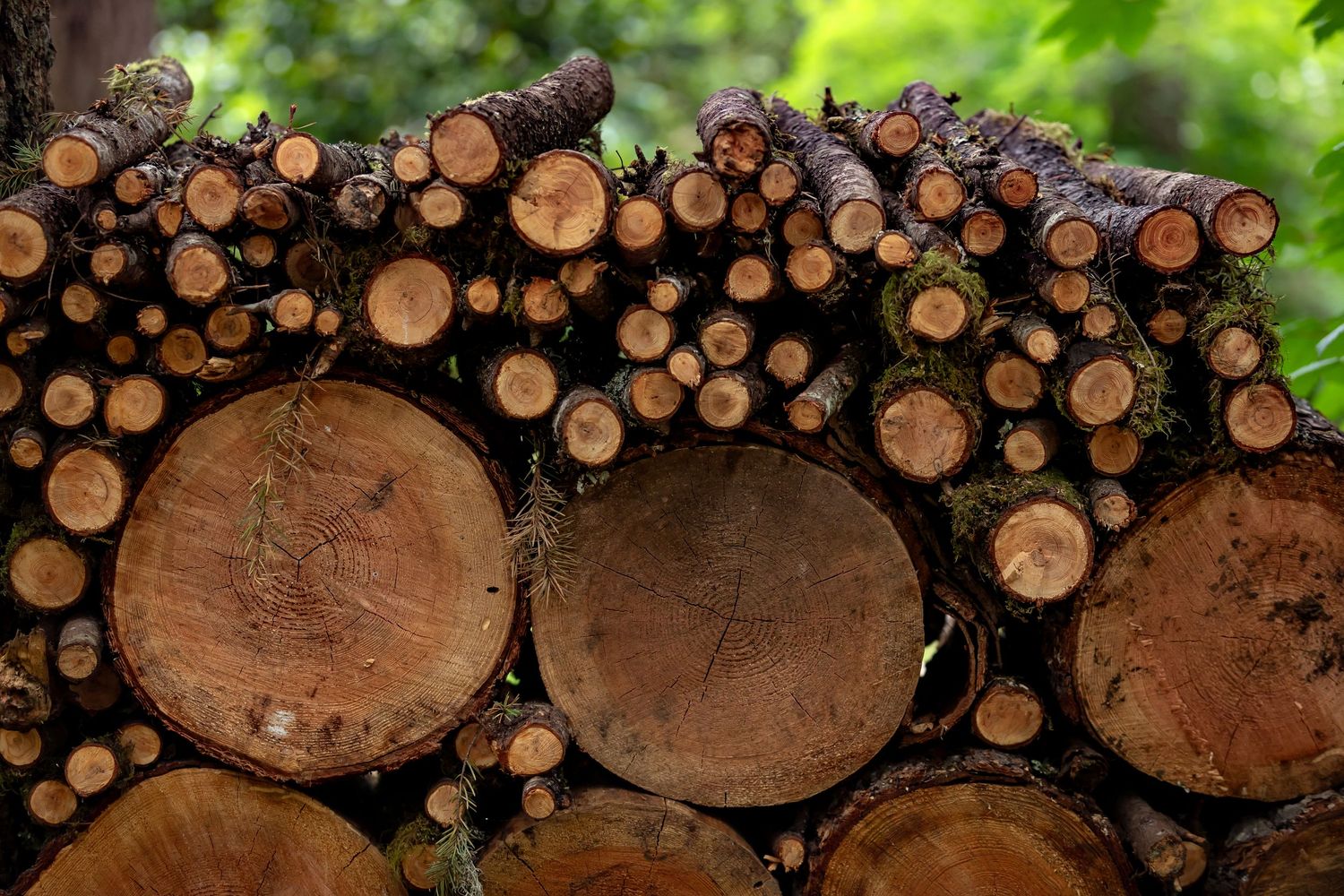 A stack of neatly arranged cut logs and timber showing circular wood grain patterns.
