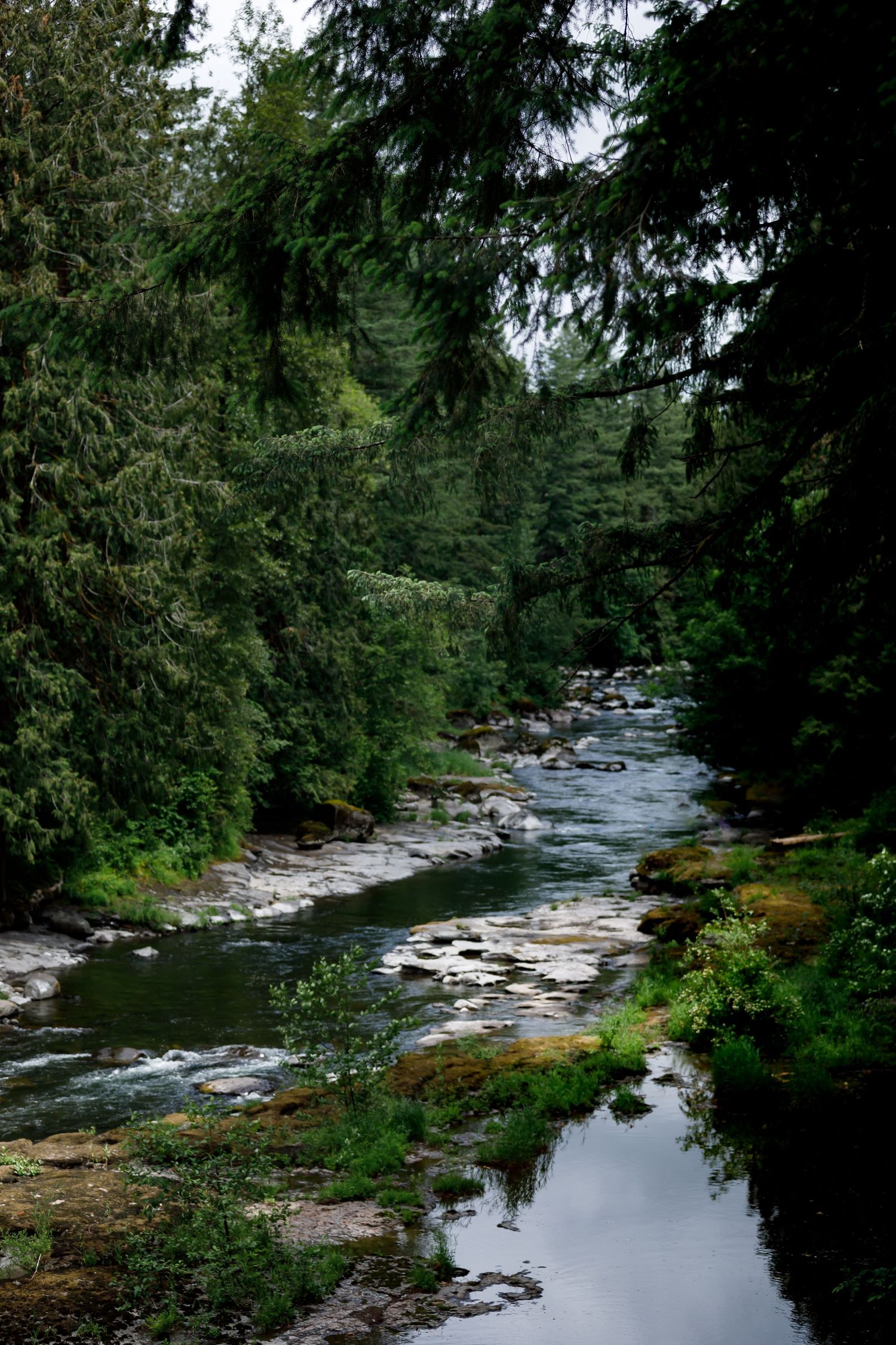 A peaceful river winds through dense forest with evergreen trees reflecting in the calm water.