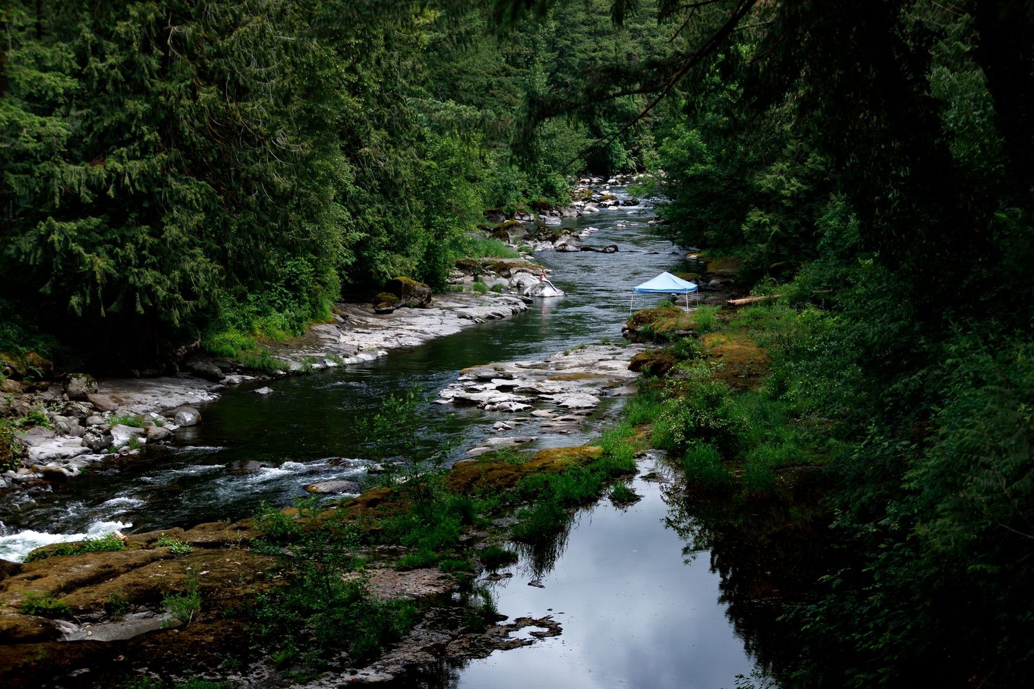 A serene forest stream flows between rocky banks surrounded by lush evergreen trees.