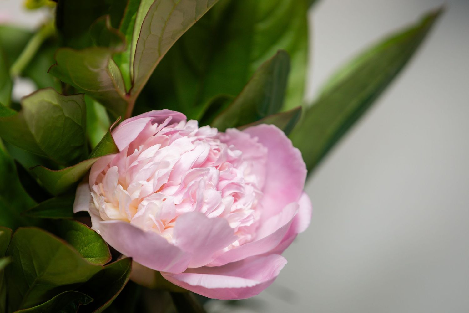 Pink peony bud beginning to open with soft petals.