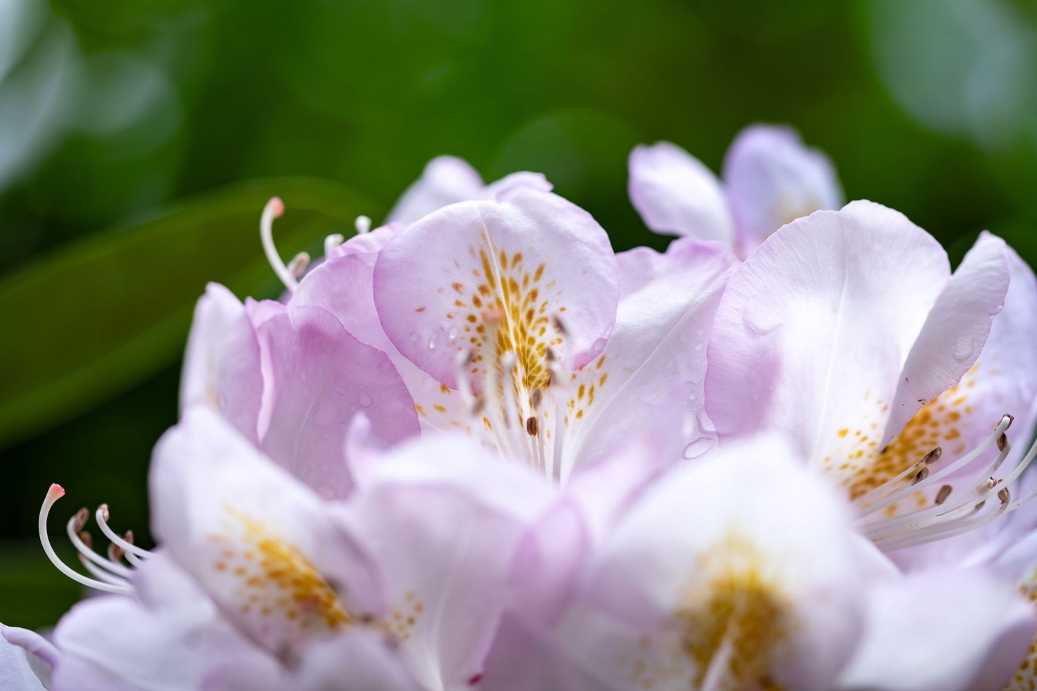 Row of white cherry blossoms with yellow stamens against green background.