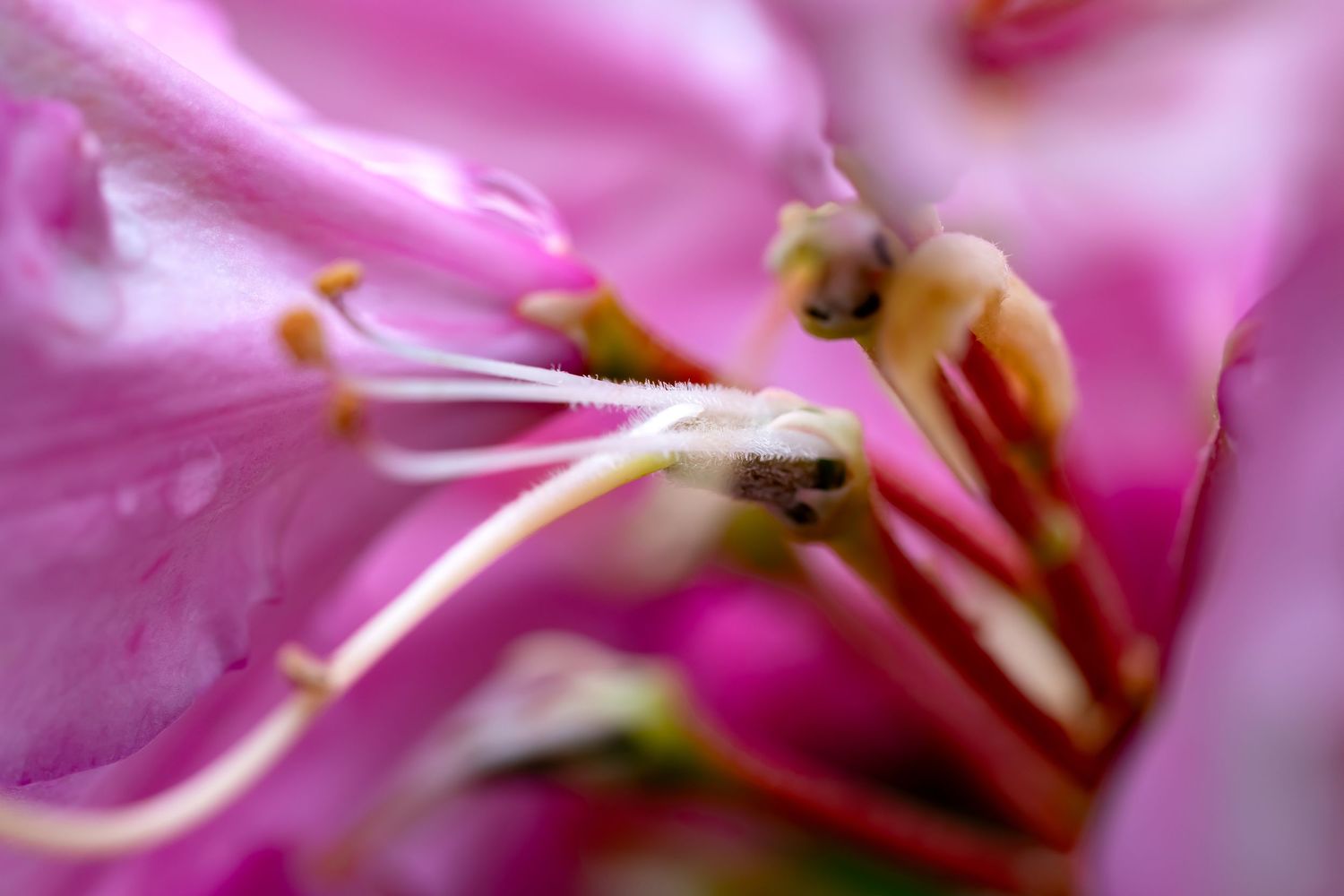 Macro close-up of pink cherry blossoms showing delicate stamens and petals in soft focus.
