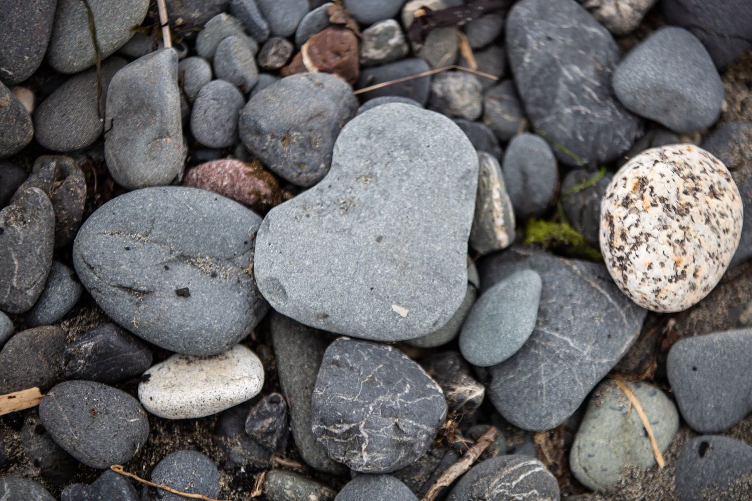 A heart-shaped gray stone among smooth river rocks on a beach.