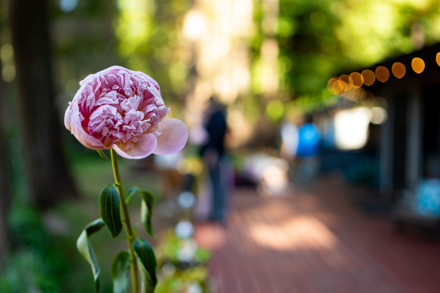 Pink peony blooms in foreground with string lights and garden path in background.