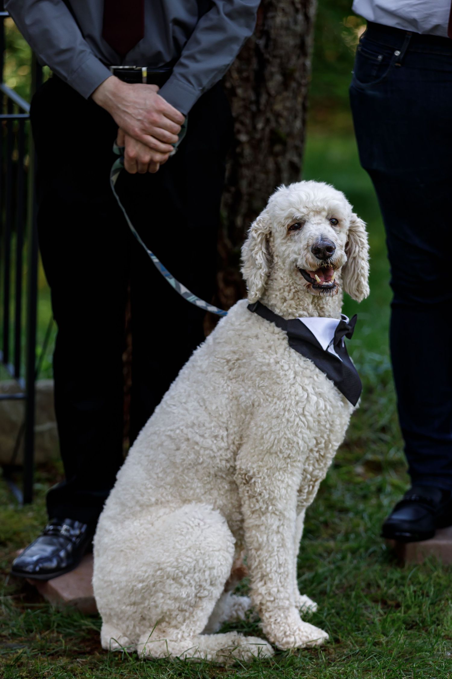 Happy white poodle sitting with wedding guests during outdoor ceremony.