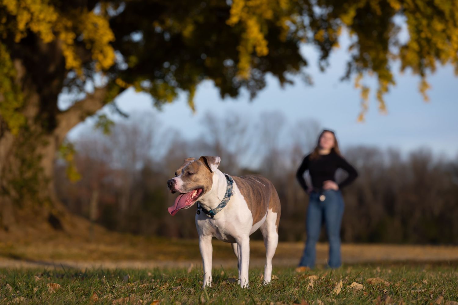 Two pit bull type dogs standing in fallen leaves under golden autumn trees.