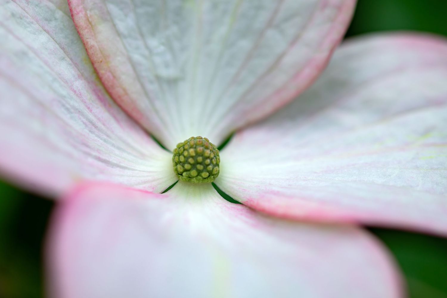 Close-up of a pale pink dogwood flower with textured center against blurred background.