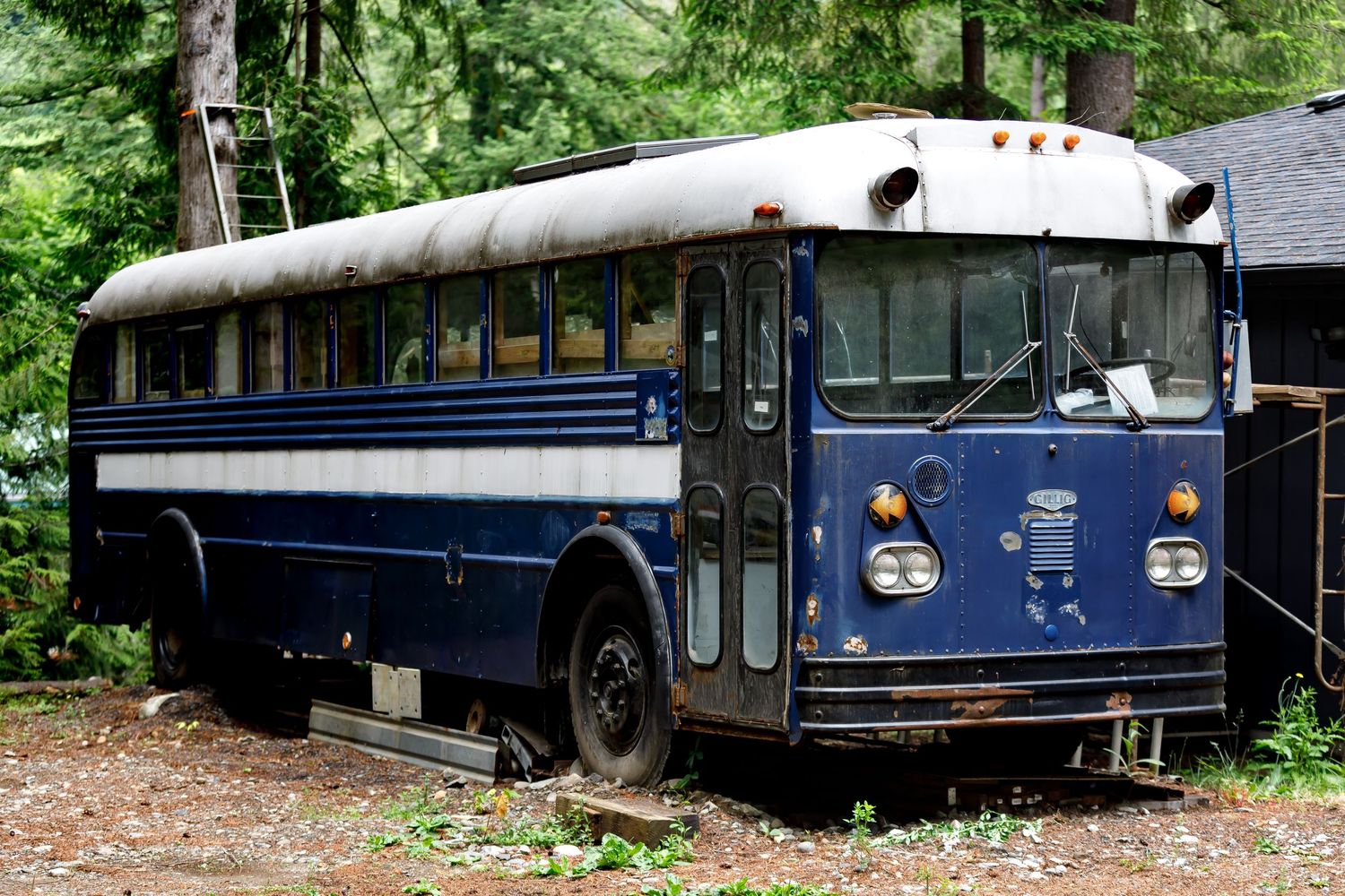 Vintage blue buses sit abandoned in a wooded area with trees and foliage surrounding them.