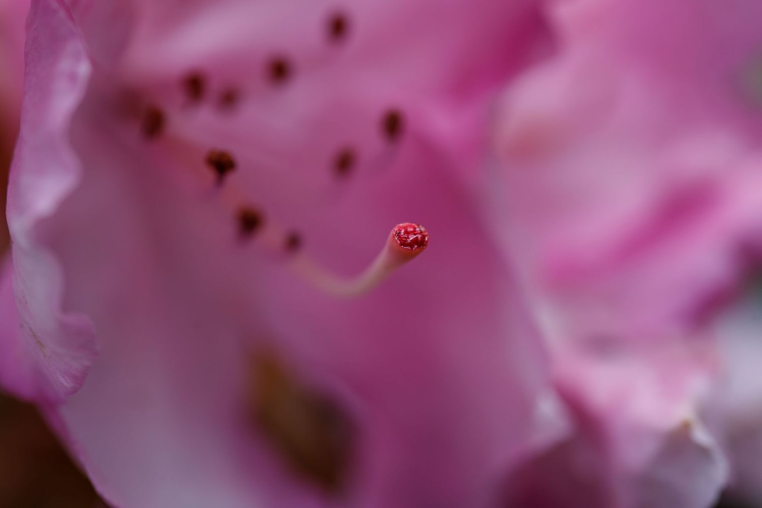 Abstract blurred pink floral background with soft bokeh effects.