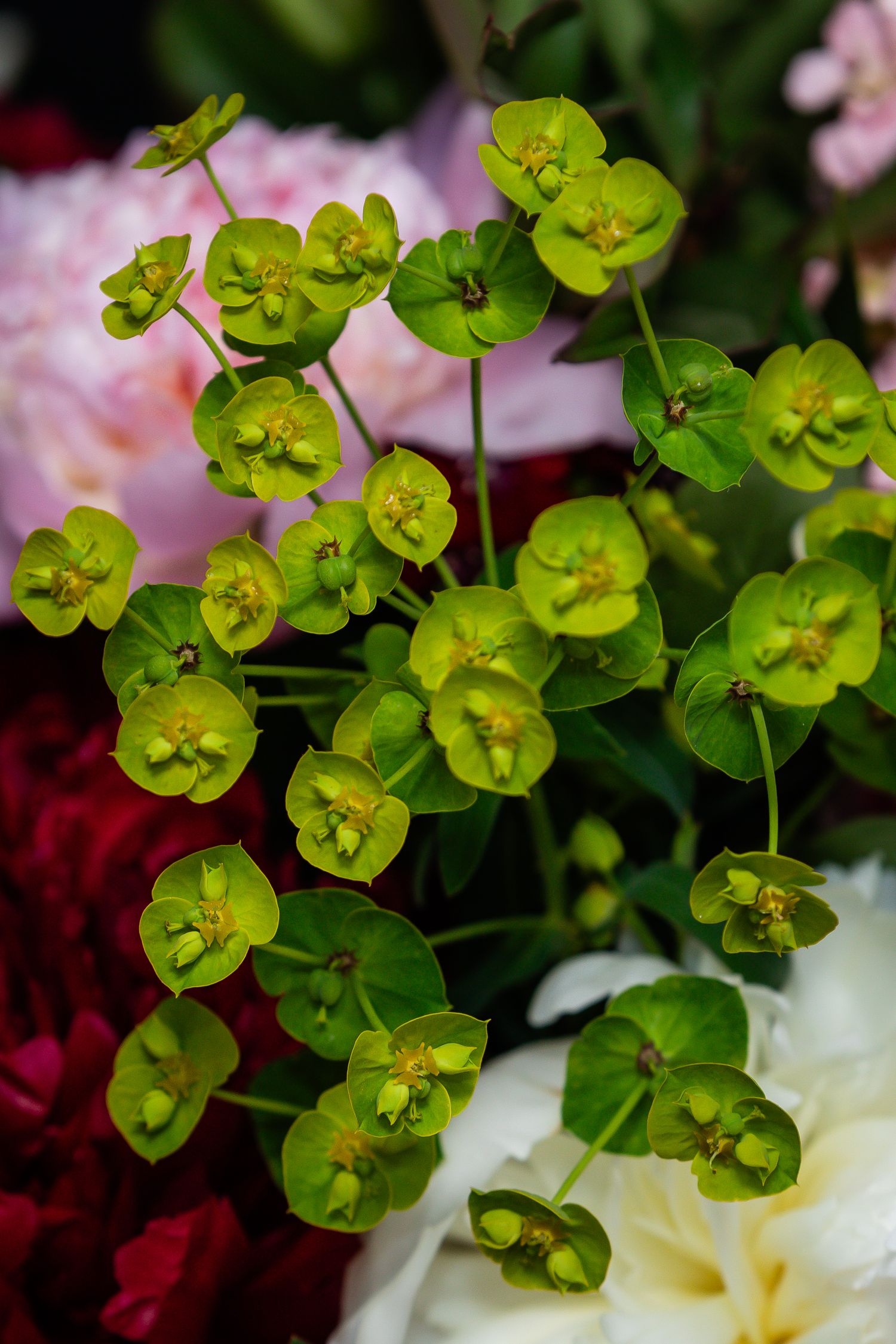Cluster of lime green euphorbia flowers with delicate round blooms.