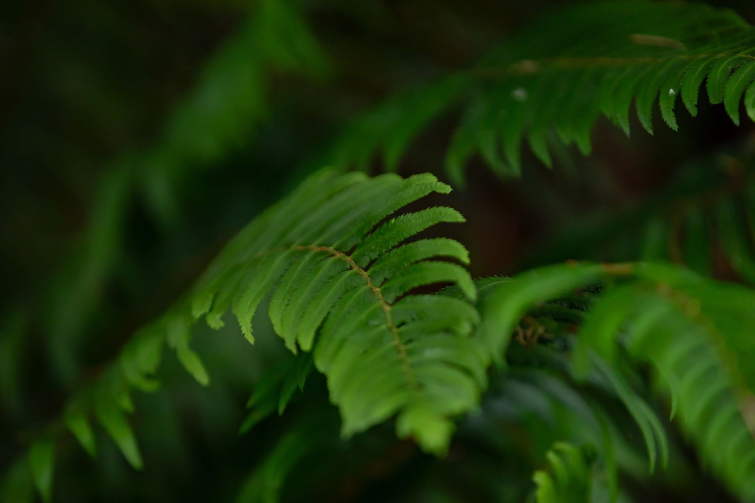 Close-up of dark green fern fronds with delicate curved leaves.