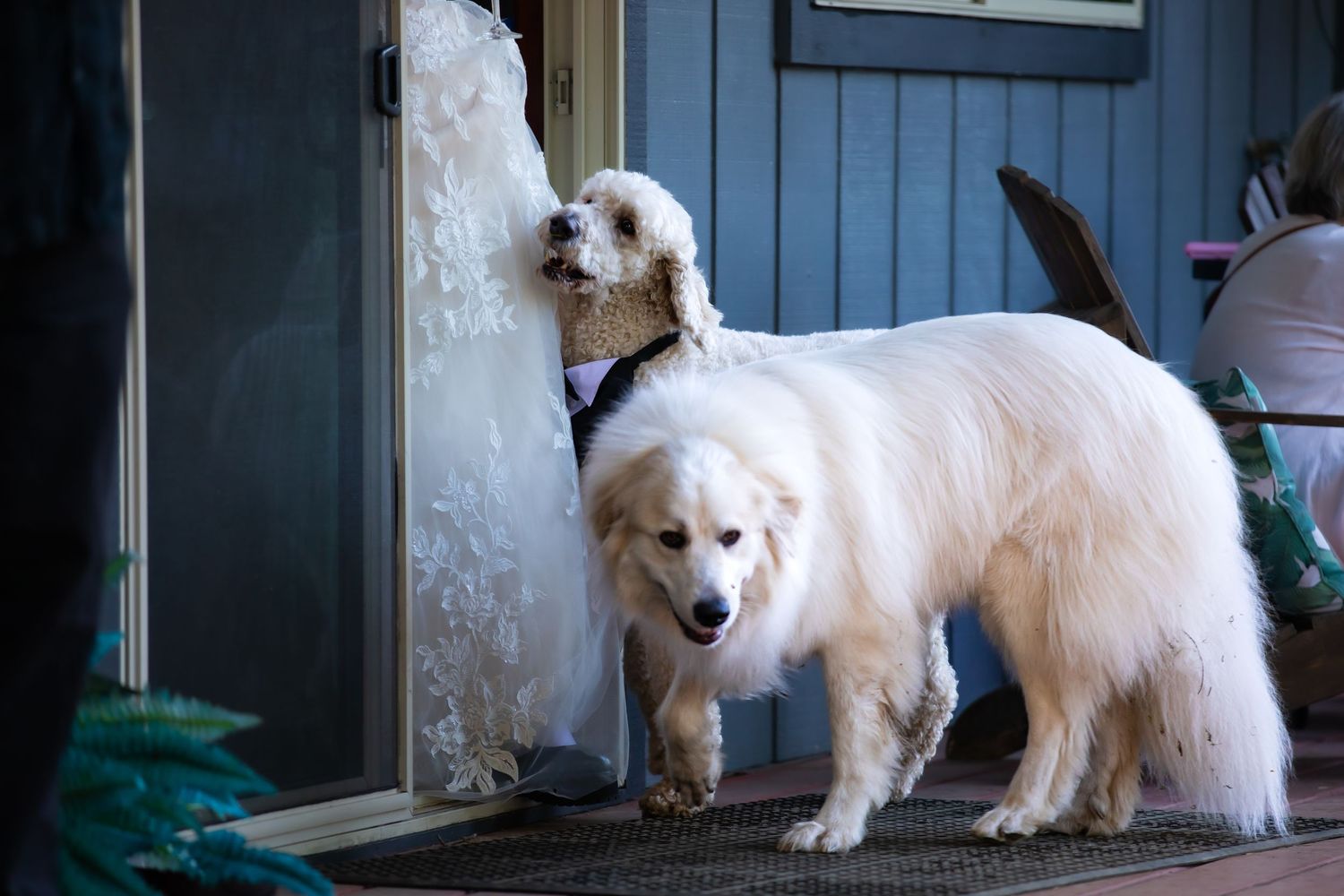 White dogs rest on a porch near blue painted doors.