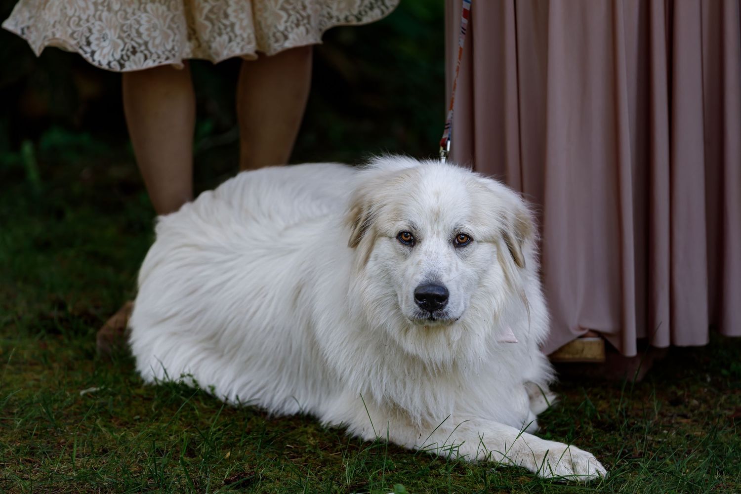 White fluffy dogs resting on grass during outdoor wedding ceremony.
