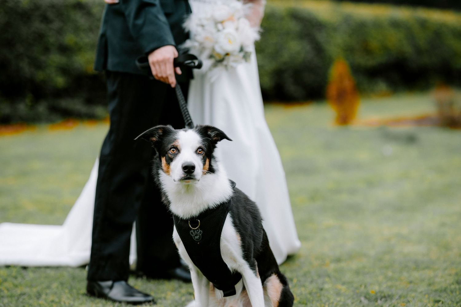 A border collie dog participates in outdoor wedding photos on a grassy lawn.