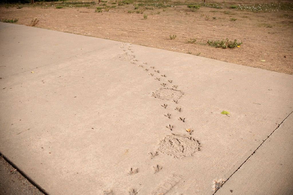 Permanent Canada goose footprints hardened into the concrete trail path just past the entrance structures at Golden Ponds in Longmont.