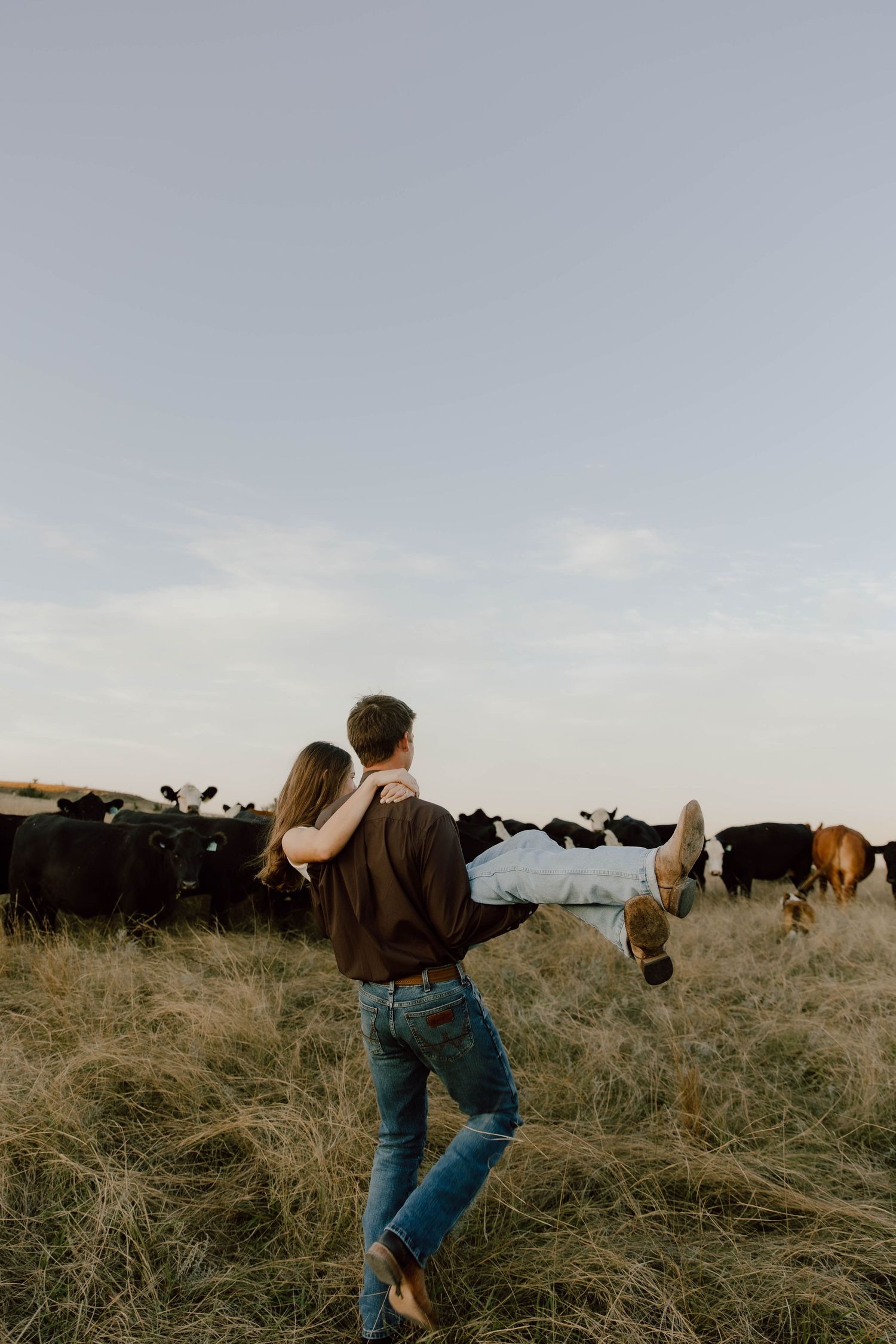 A couple embraces while standing in a field with cattle grazing in the background at sunset.