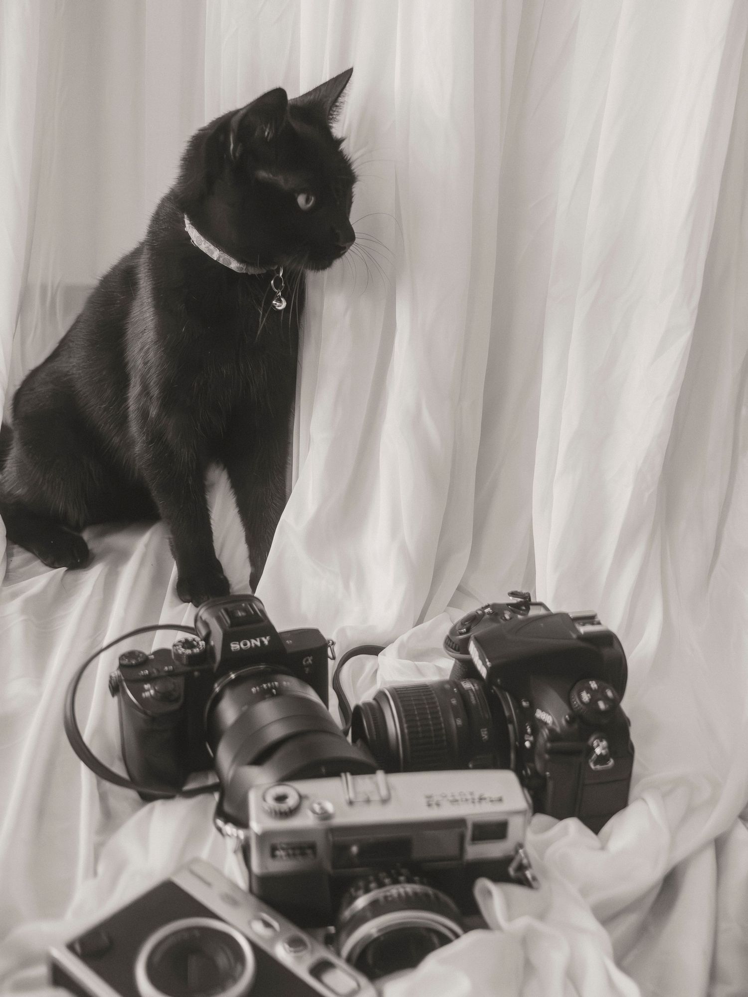 Studio manager for Shae Imagery Ollie, the black cat with cameras. Lockyer Valley, headshot, and business photography