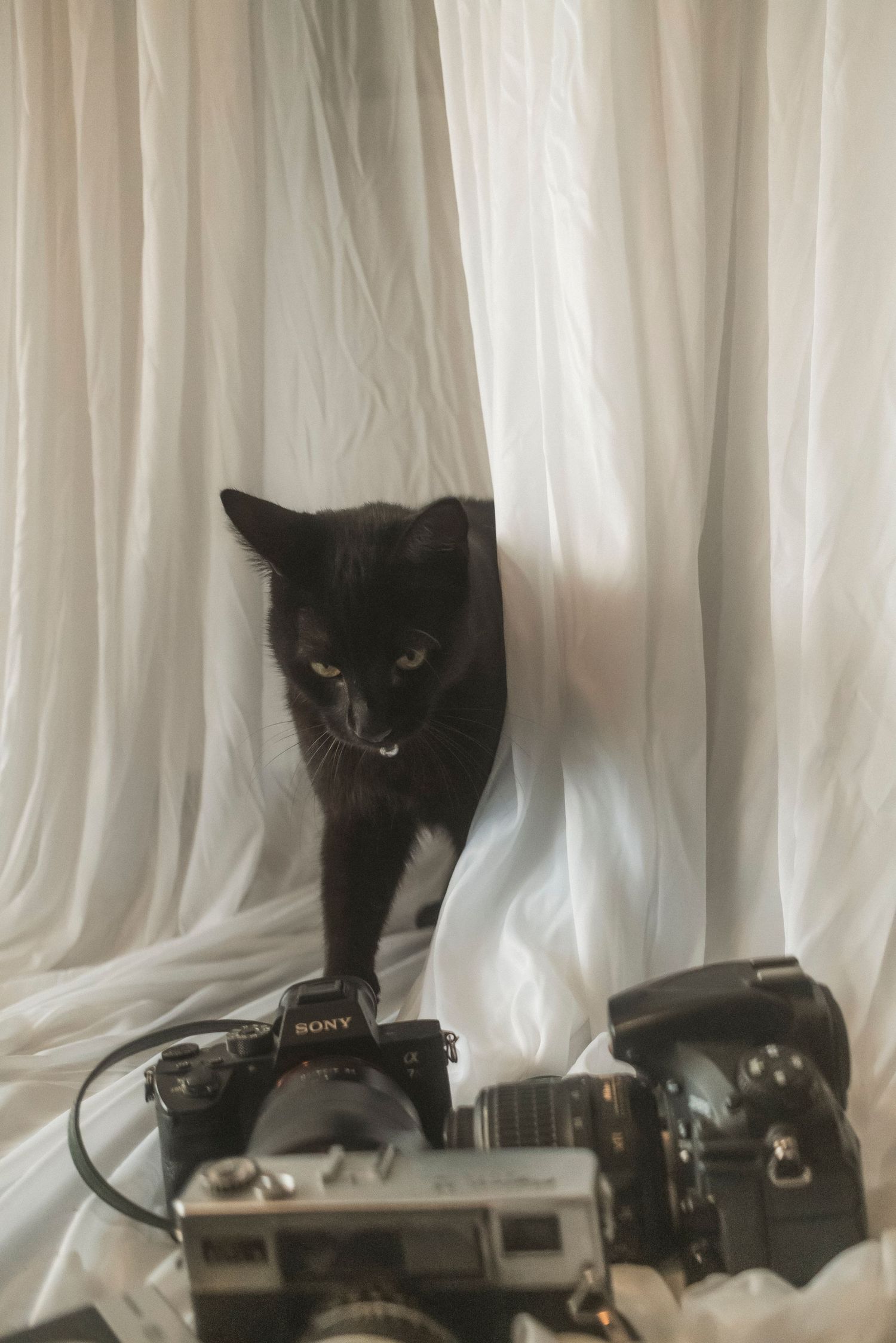 Studio manager for Shae Imagery Ollie, the black cat with cameras. Lockyer Valley, headshot, and business photography