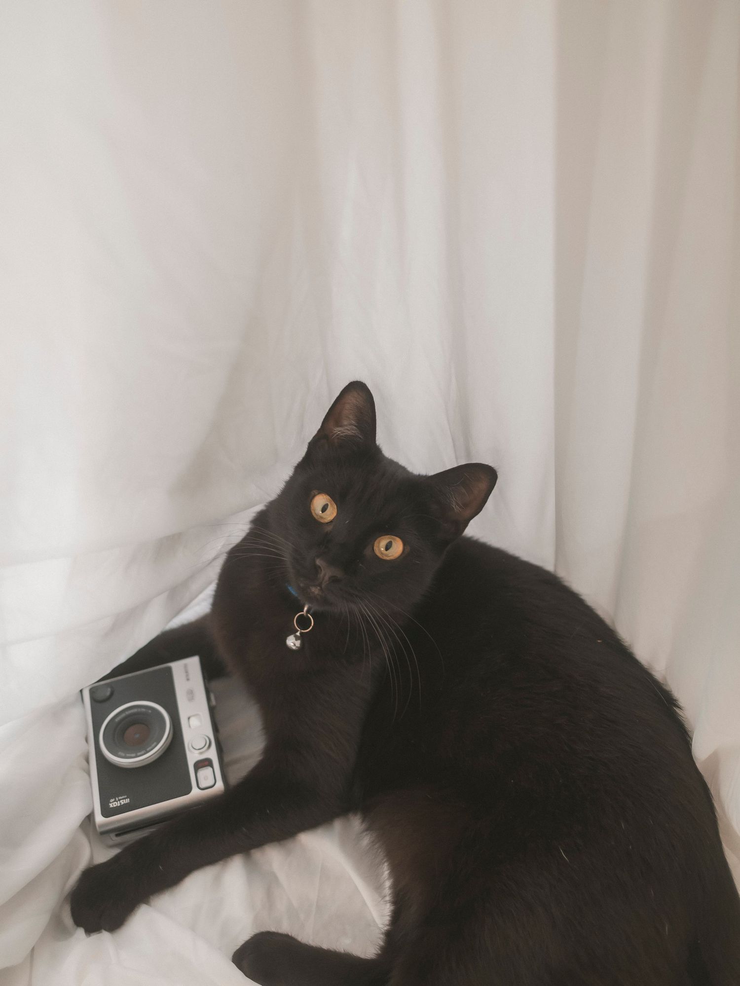 Studio manager for Shae Imagery Ollie, the black cat with cameras. Lockyer Valley, headshot, and business photography