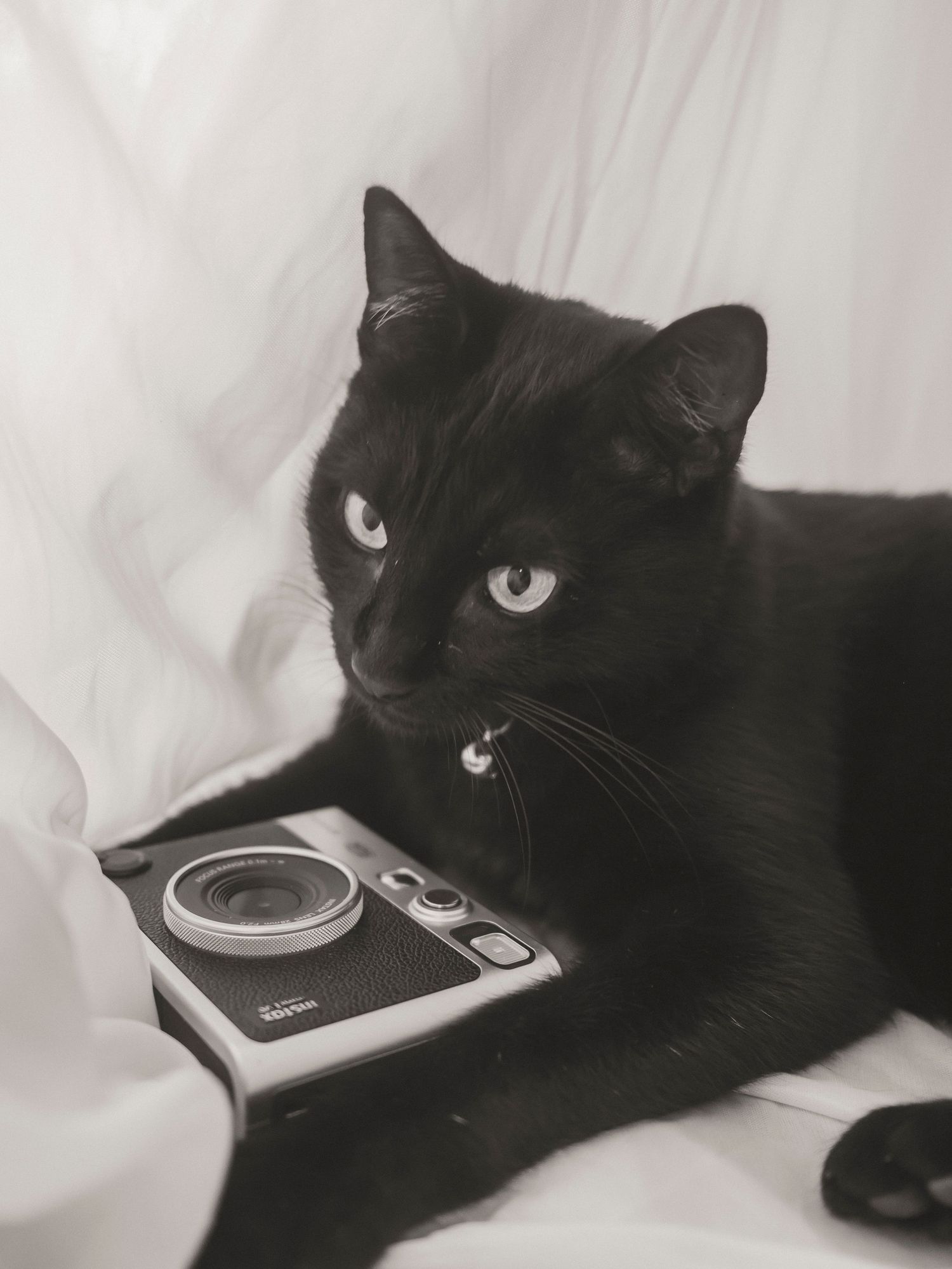 Studio manager for Shae Imagery Ollie, the black cat with cameras. Lockyer Valley, headshot, and business photography
