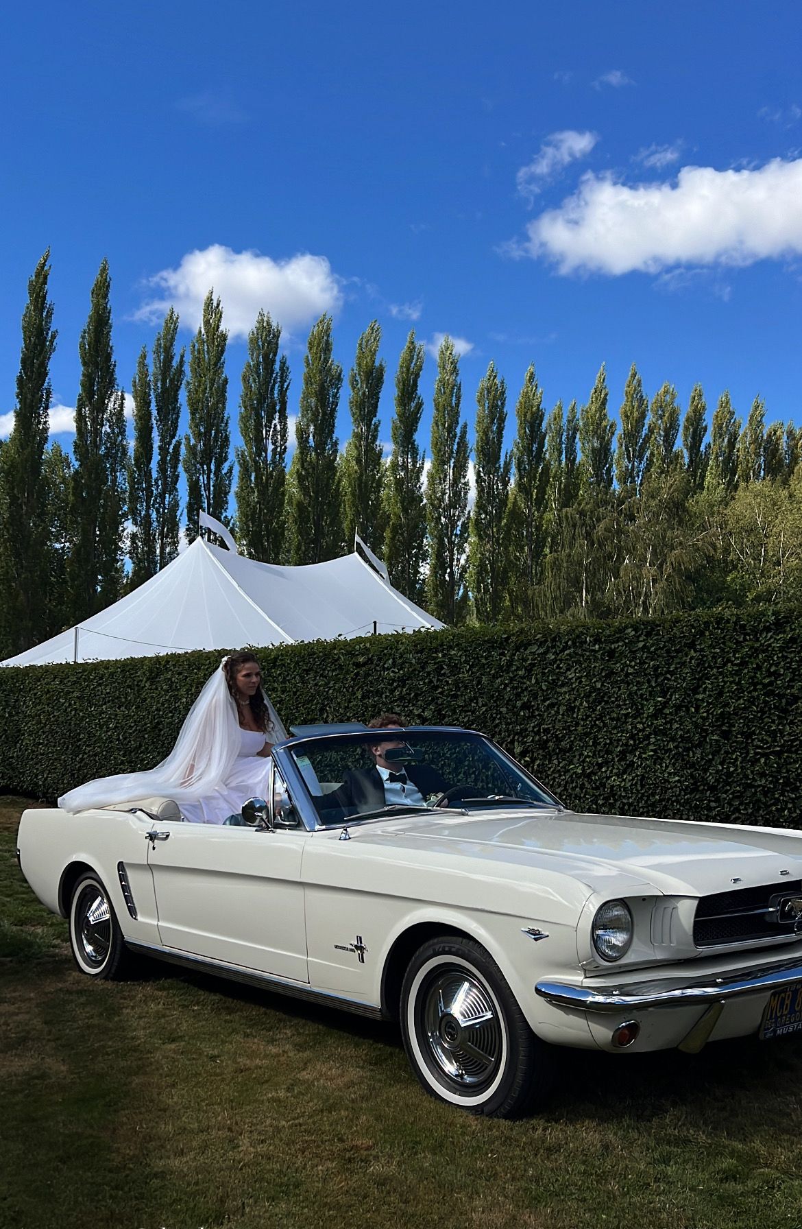 A classic white Ford Mustang convertible parked on grass with tall poplar trees and blue sky in the background.