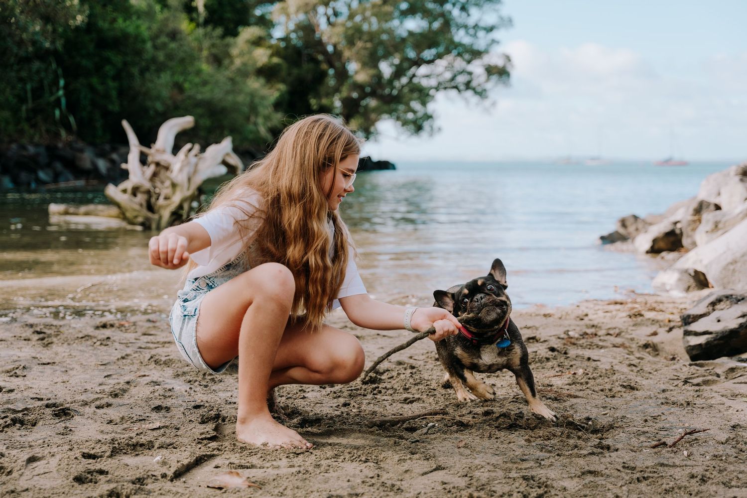 French Bulldog playing energetically on a scenic beach with rocks and water in the background.