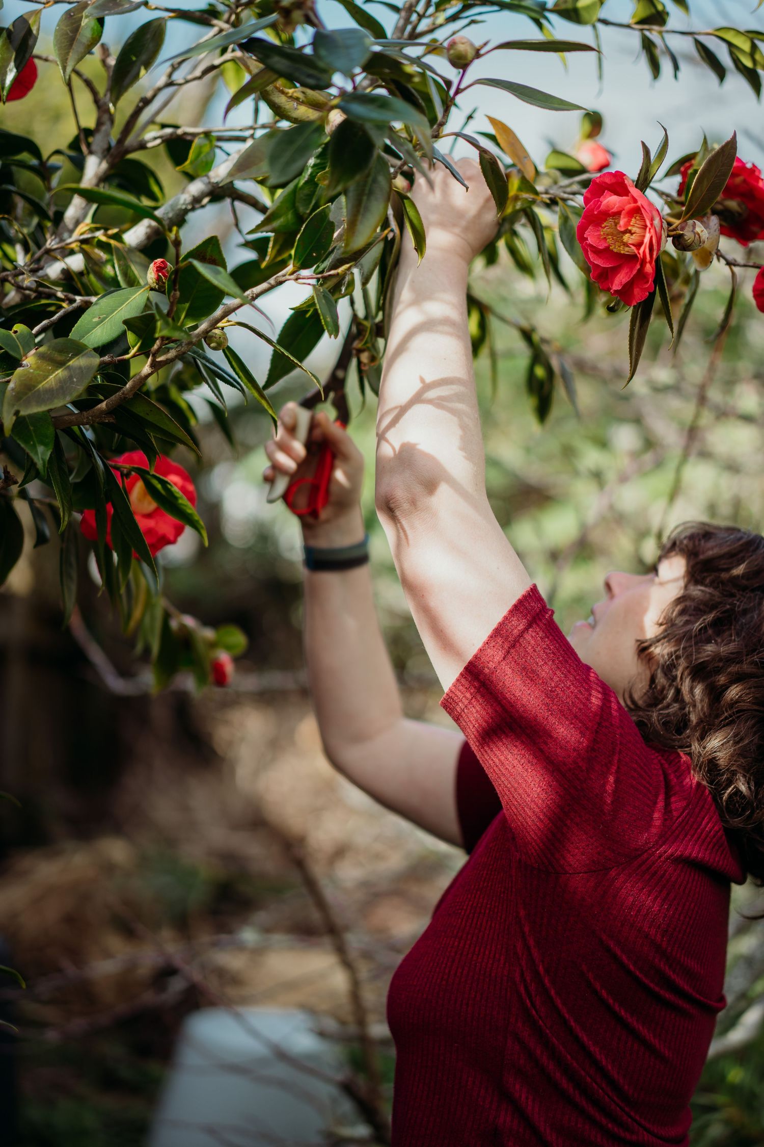 Woman in red dress reaching up to pick red camellia flowers from a blooming tree in a garden.