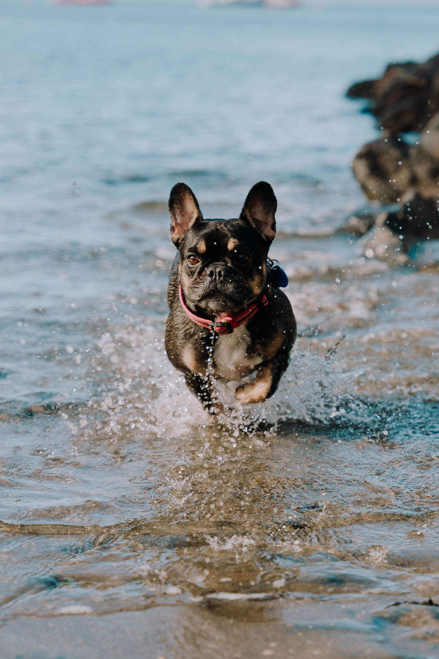 French Bulldog running joyfully through shallow ocean water with splashes flying.