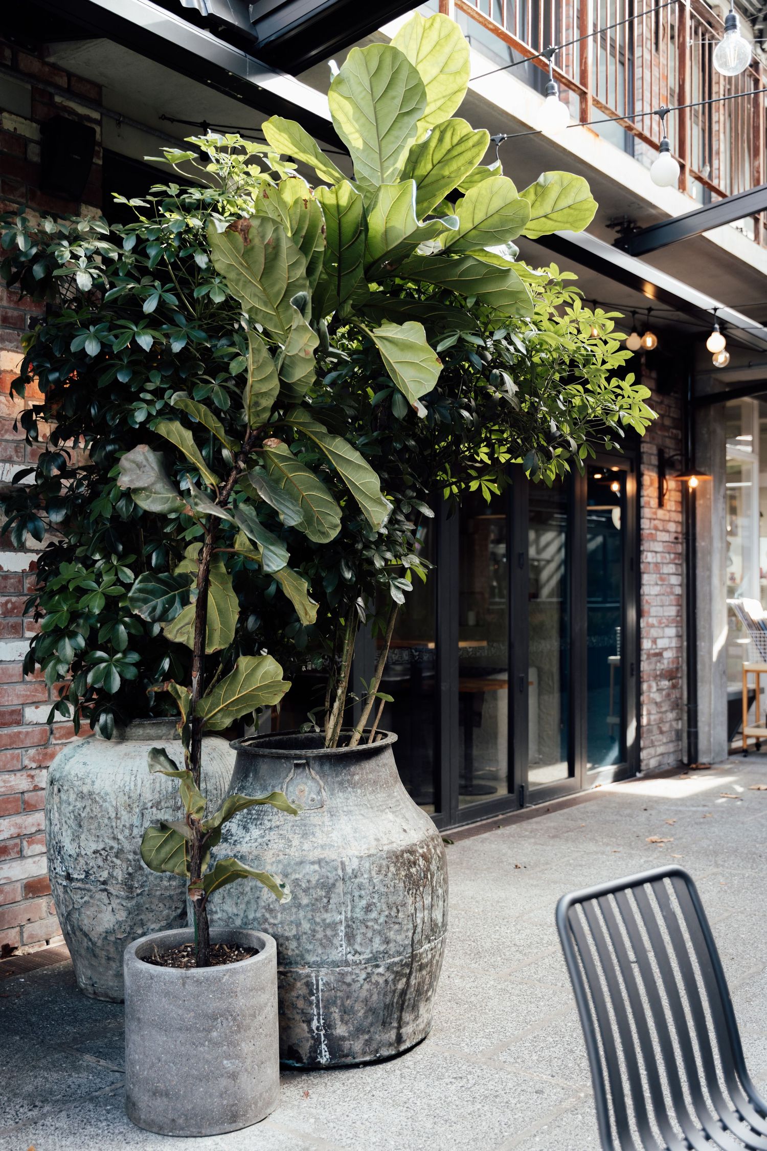 Large fiddle leaf fig and tropical plants in rustic stone pots outside a modern brick building with glass doors.