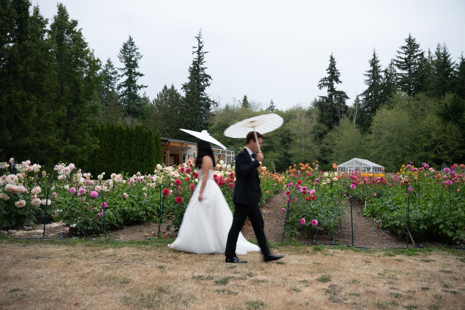 Bride and groom walk through colorful rose garden in the rain holding white parasols on their wedding day.