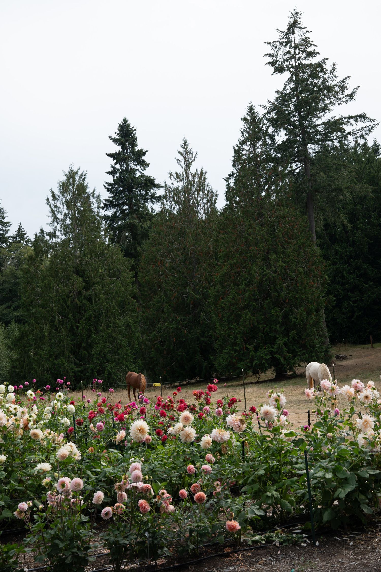 Colorful dahlia garden with pink and red blooms, horses grazing near tall evergreen trees.