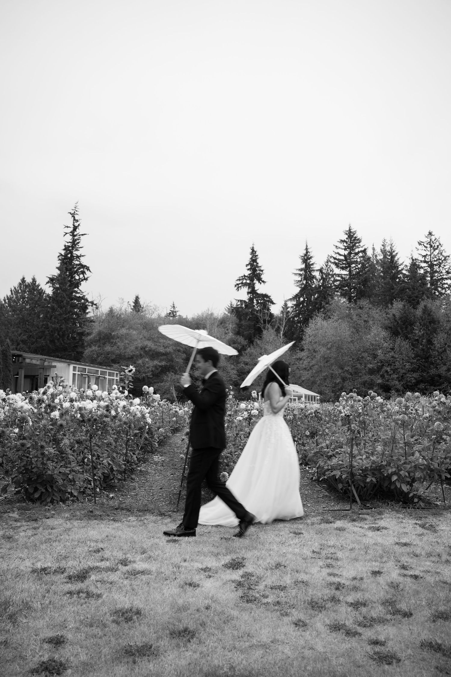 Black and white photo of bride and groom walking with parasols through a garden on their rainy wedding day.