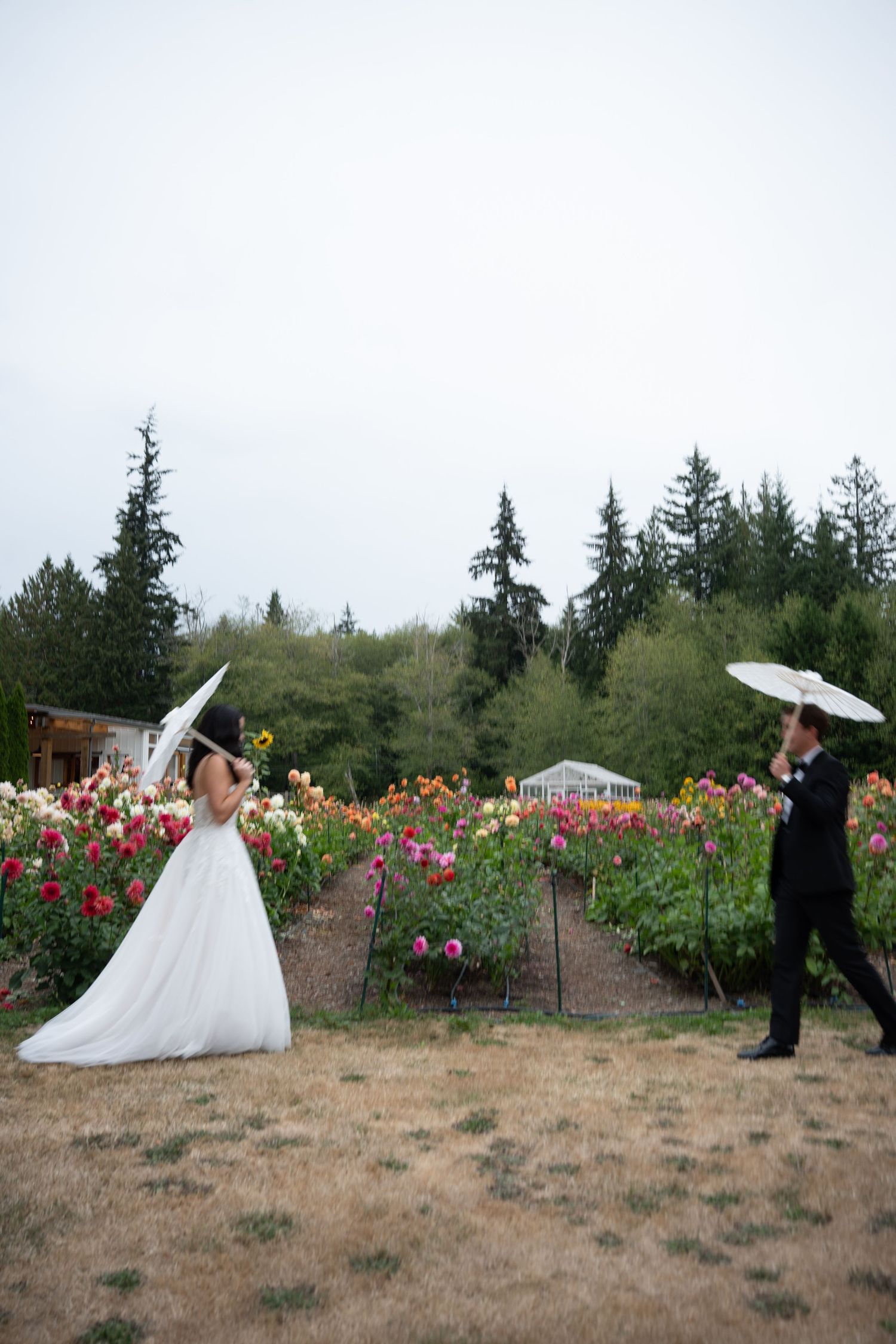 Bride and groom hold white parasols facing each other in colorful dahlia garden at wedding.