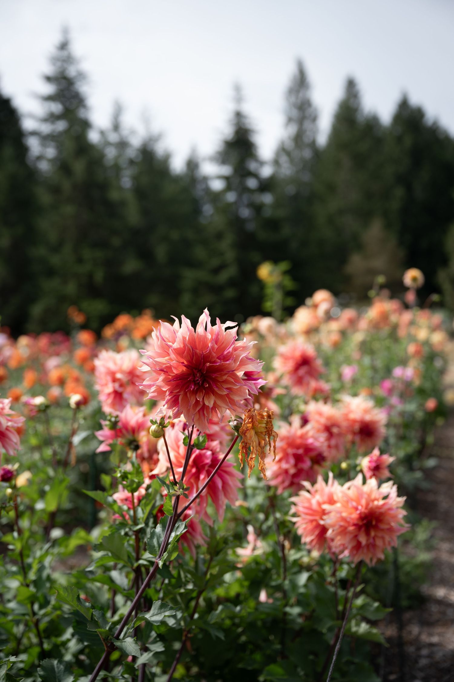 Pink dahlia flowers blooming in a lush garden field with evergreen trees in the background.
