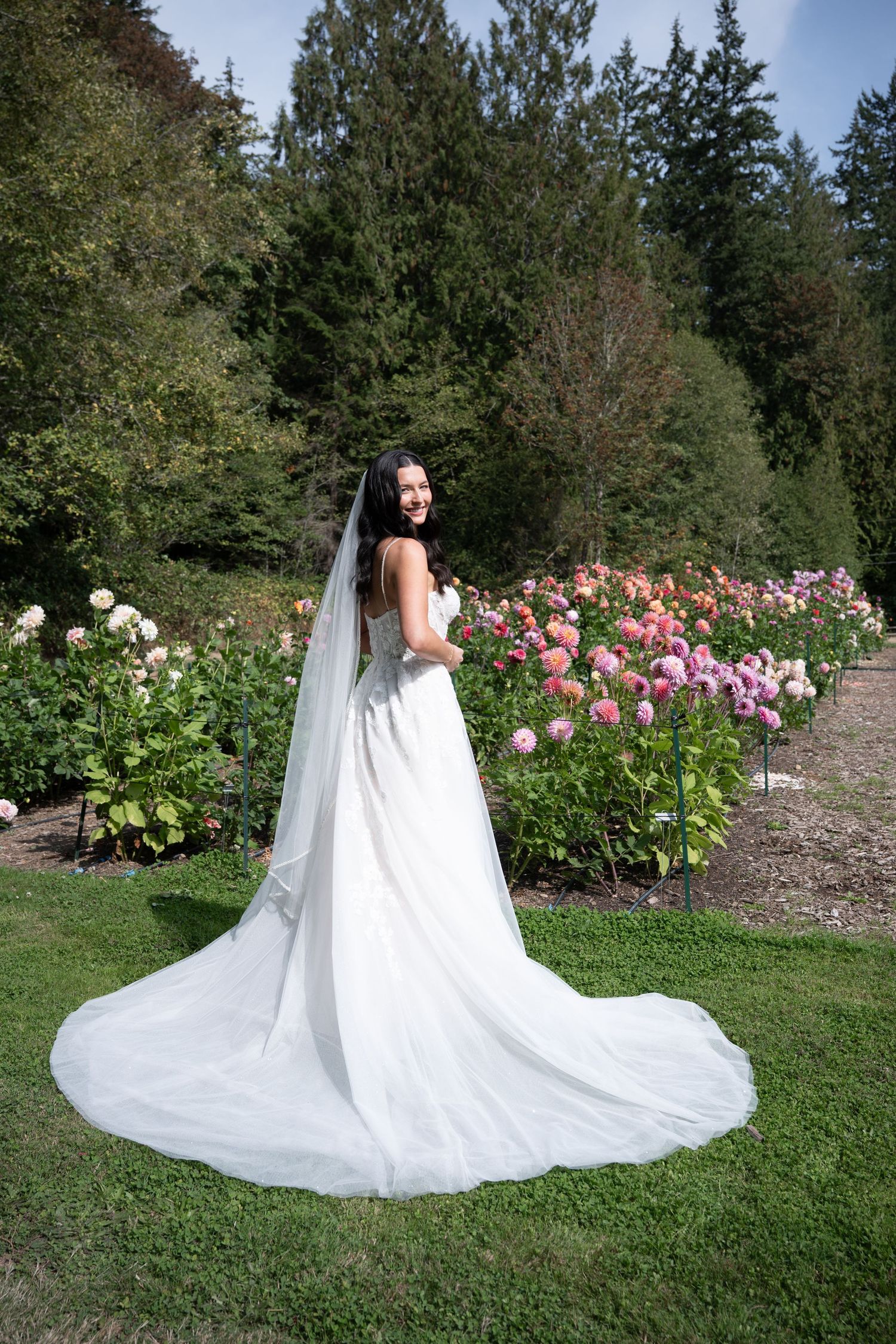 Bride in a flowing white wedding gown with a long cathedral veil posing in front of colorful dahlia garden and tall evergreens.