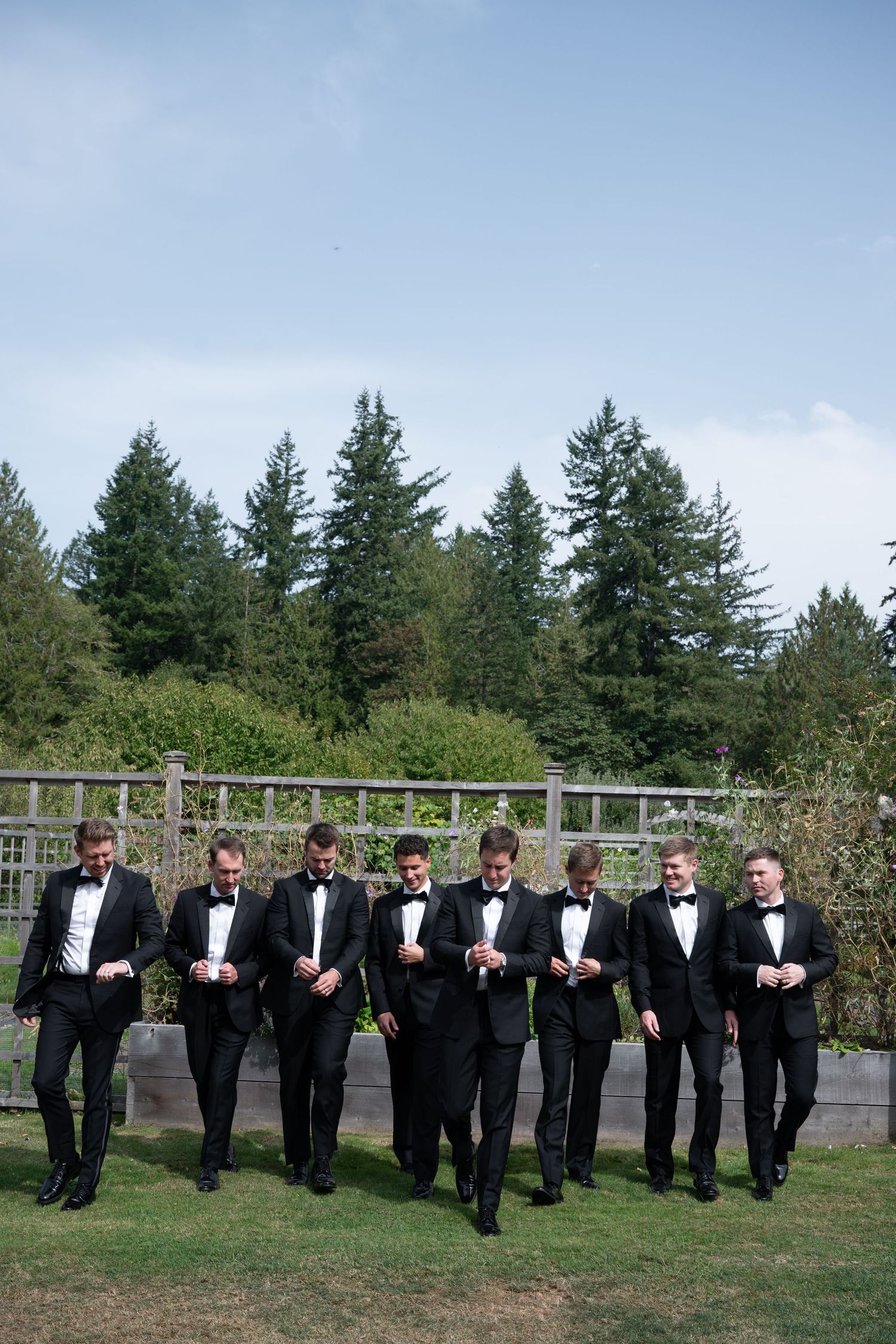 Groom and groomsmen in black tuxedos and bow ties walking together on green lawn with evergreen trees backdrop.