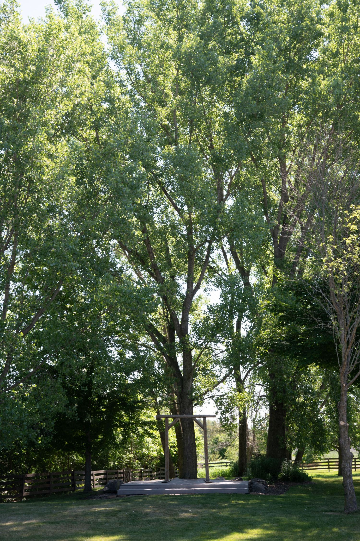 Lush green trees surround a wooden gate entrance on a sunny day in a peaceful rural yard.