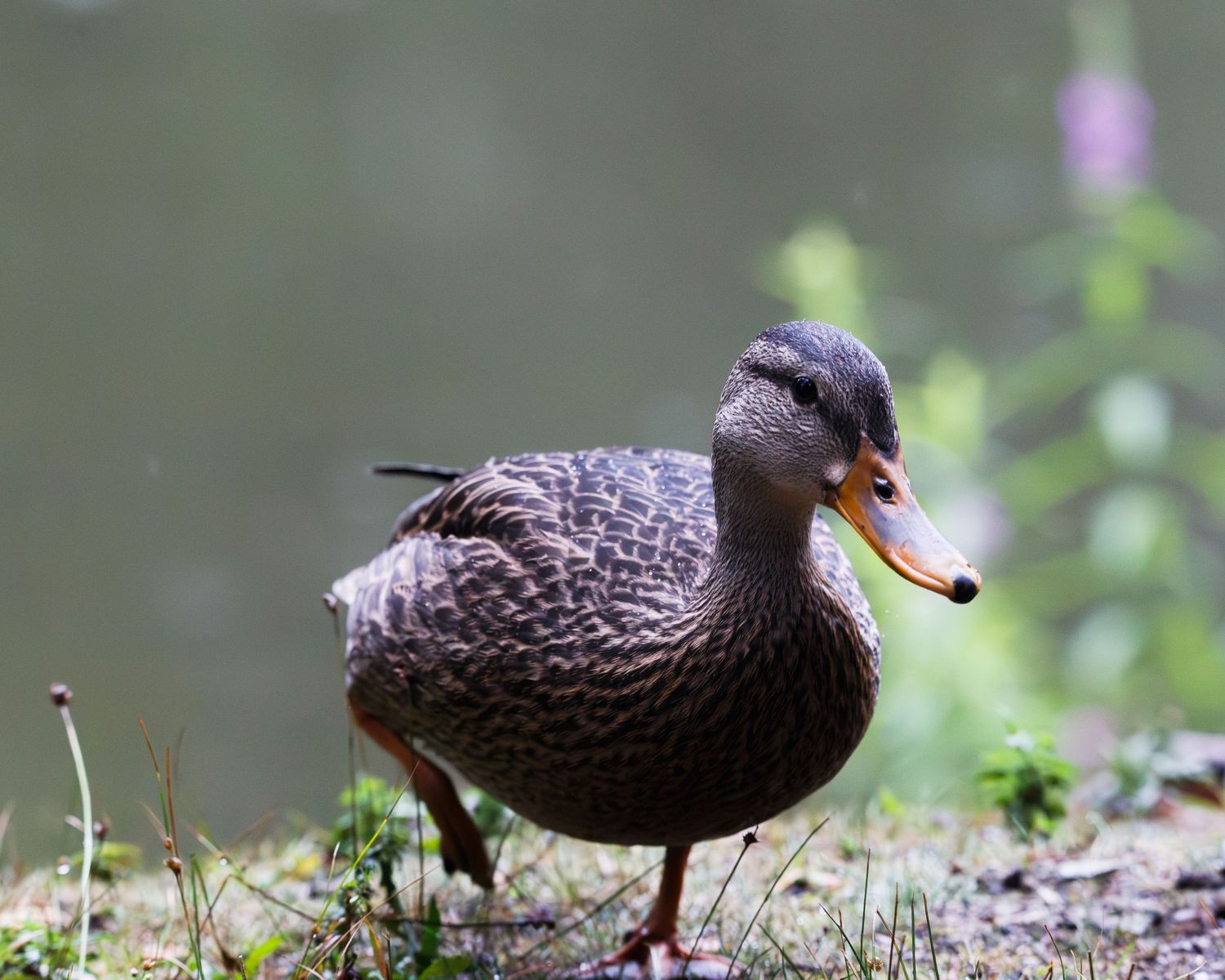 A series of brown ducks walking and foraging on grass in a natural outdoor setting.