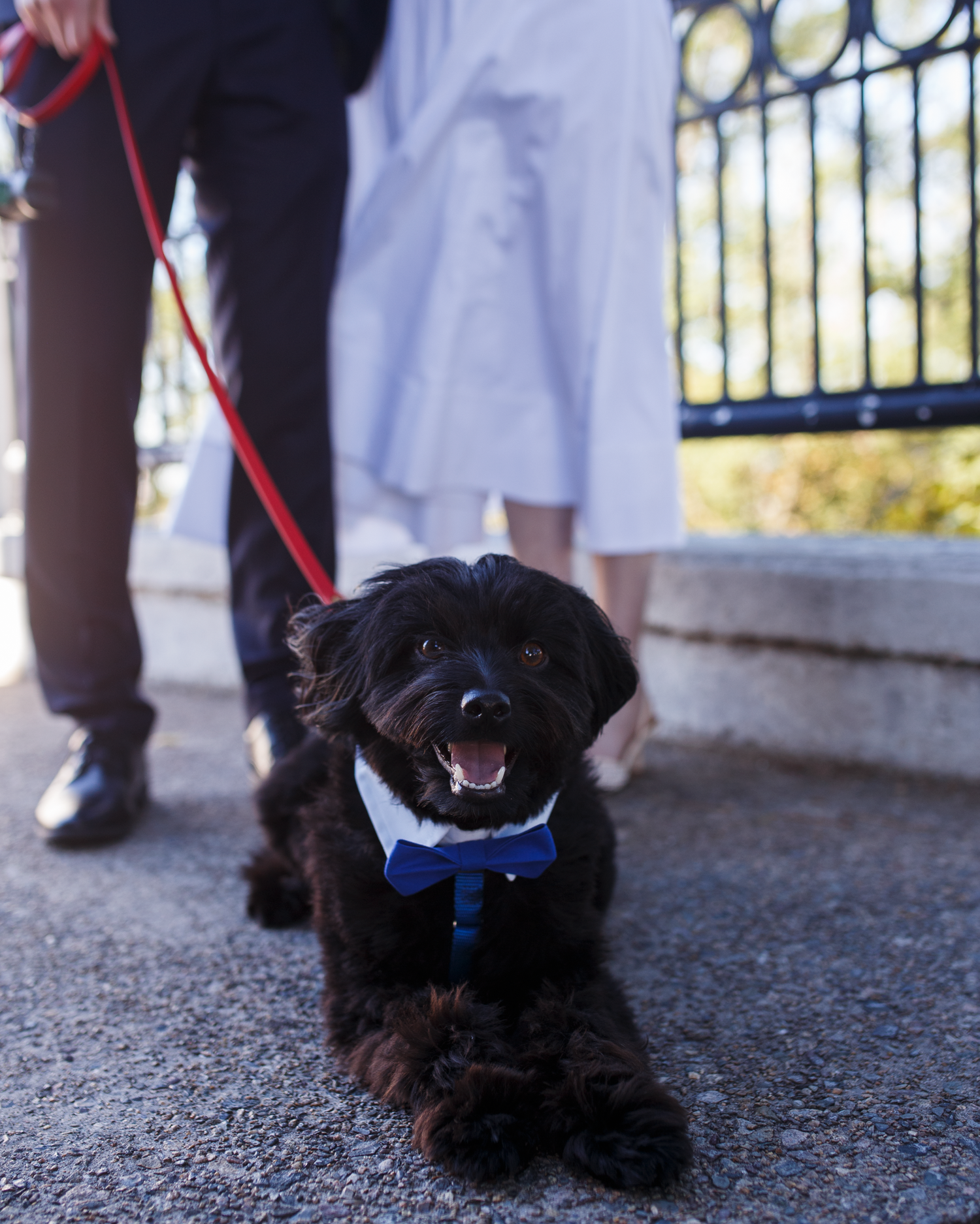 Small black dog wearing a blue harness yawns while being walked on a leash outdoors.