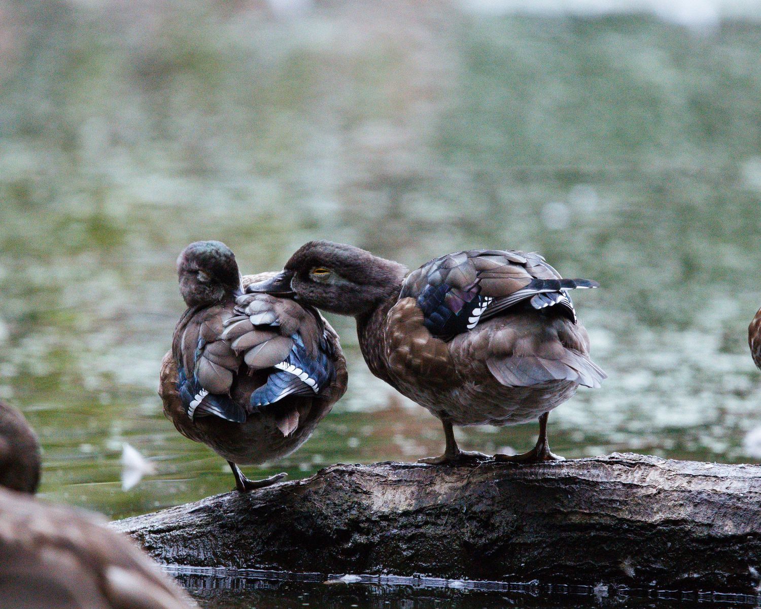 Multiple ducks perched on a fallen log over water in a wetland environment.