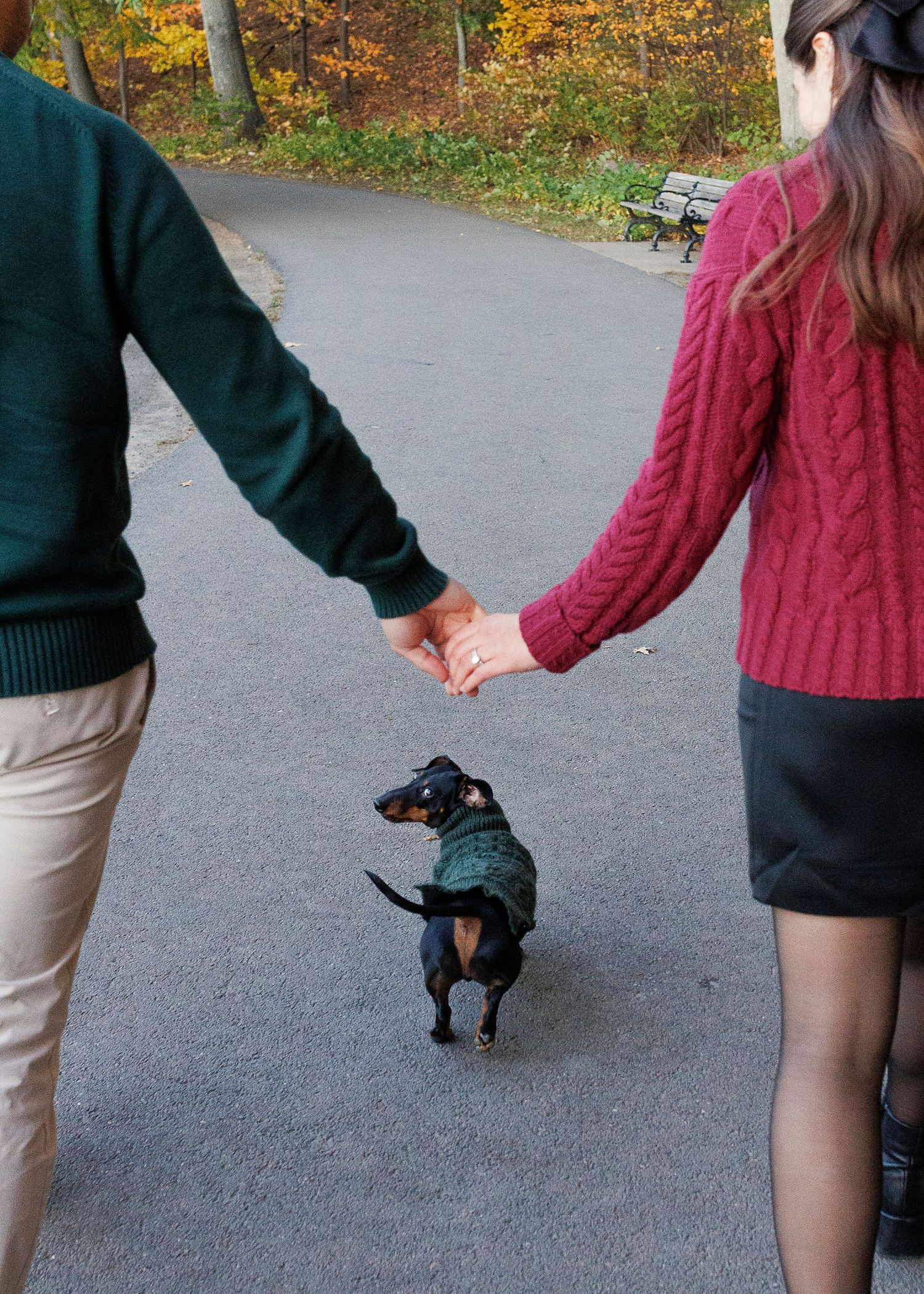 A couple walking their small black dog on a paved path during autumn with colorful fall foliage in the background.