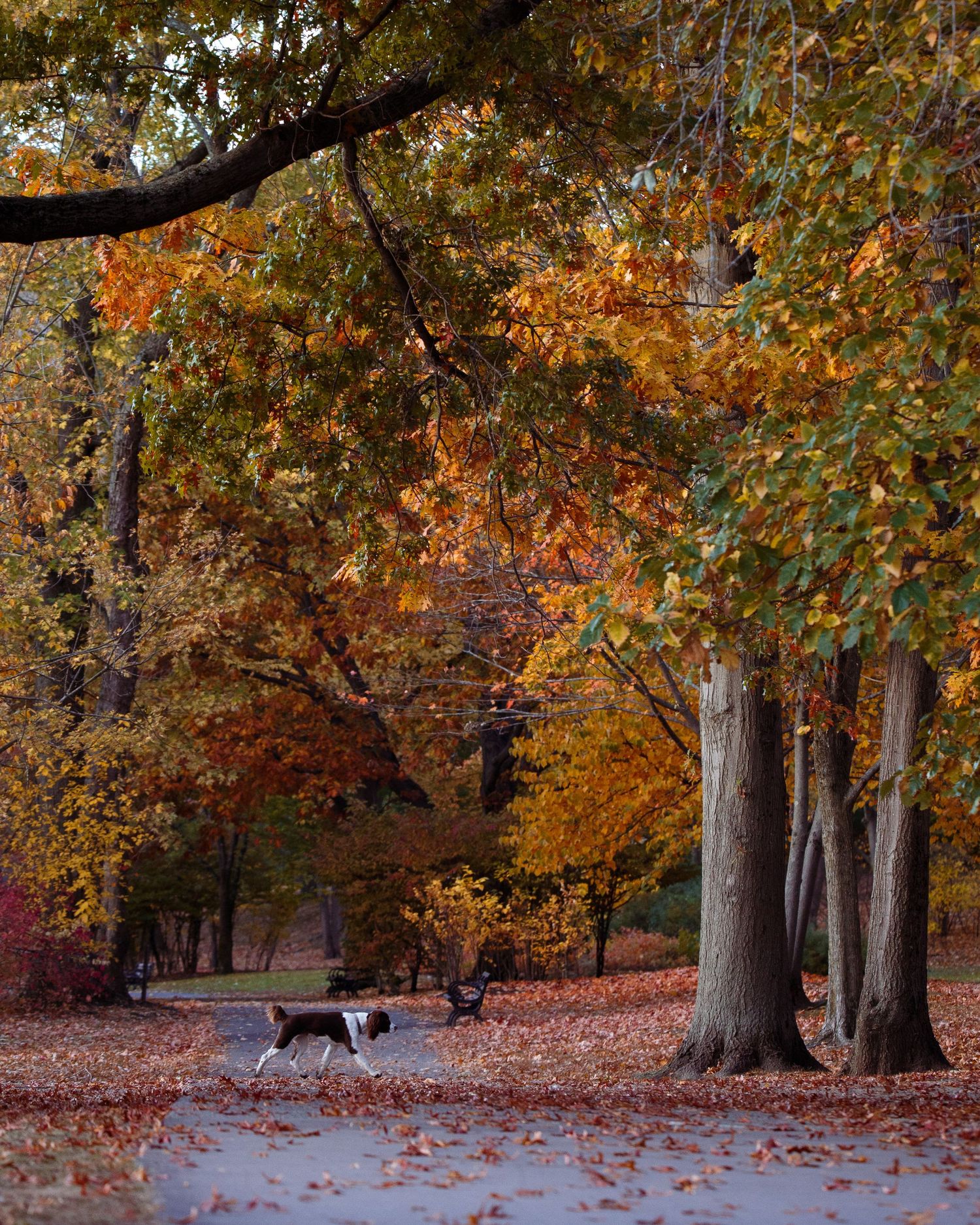 Autumn forest scene with orange leaves and tall trees casting long shadows across a leaf-covered ground.