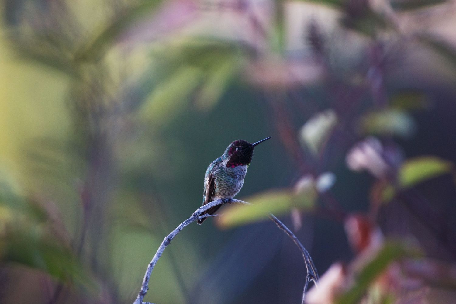A small hummingbird hovers near pink flowers while feeding on nectar in a garden setting.