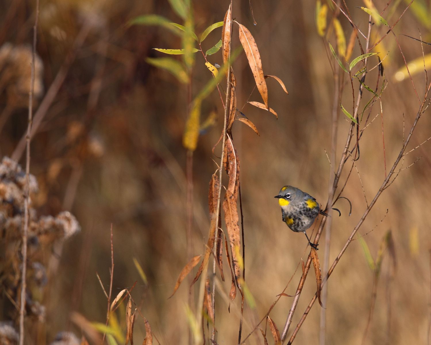 A small blue bird perches on a thin branch with autumn-colored leaves in soft, blurred background lighting.
