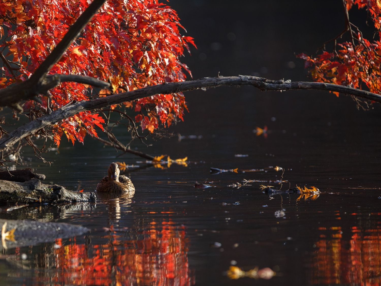 Vibrant red autumn leaves reflect in dark water as ducks swim beneath a tree branch at sunset.
