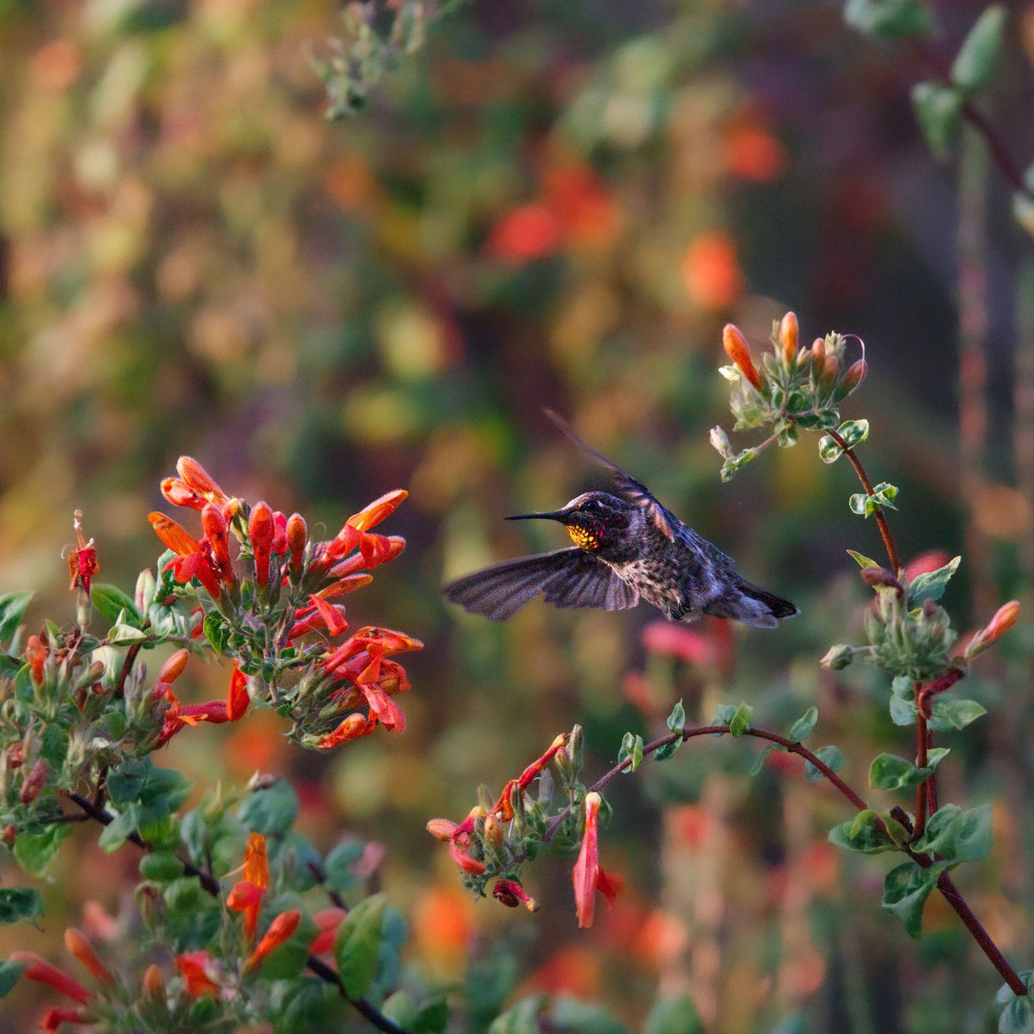 A hummingbird hovers near vibrant red tubular flowers against a soft blurred natural background.